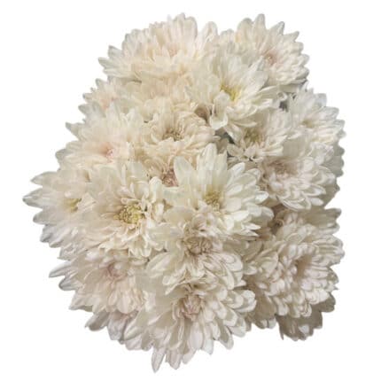 Pom Cushion Candy Creme fresca