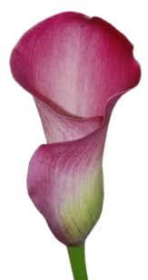 Calla cranberry sande