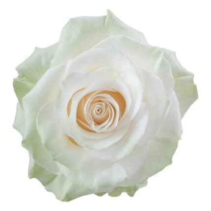 Rose Mondial 60cm trilogy