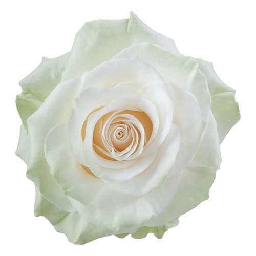 3fd74972-7d17-4f8a-aeca-f57b00fef235.jpg Rose Mondial 60cm trilogy - Image 1