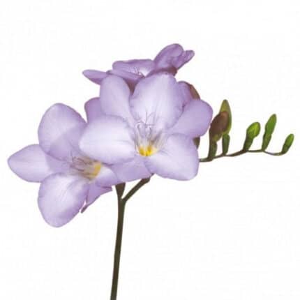 FREESIA holl blue moon