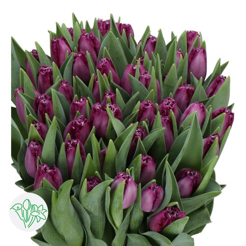 3ffb0175-e395-4607-b9f8-140642bdf4a3.jpg Tulip Frill San Clemente holl - Image 1