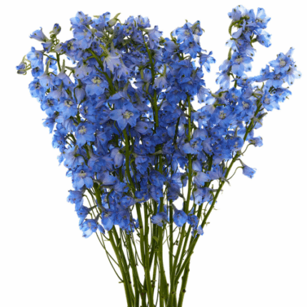 Larkspur Blue 90cm Rio