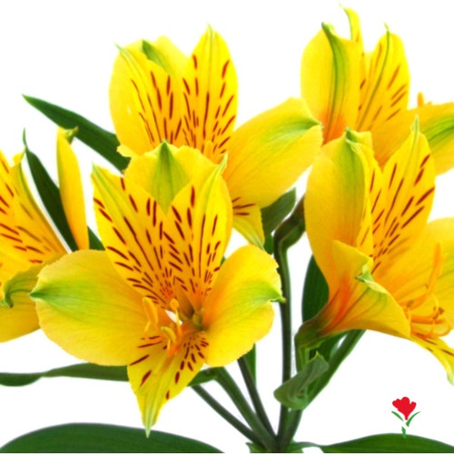 3fff9122-cb7b-422c-abb4-49e49e3f1e0c.jpg Alstro. Charmelia Yellow much - Image 1