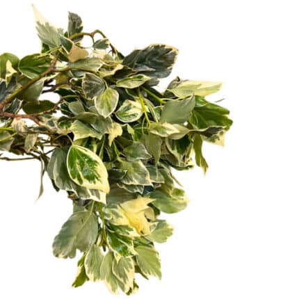 Ivy Bush Variegated paradise