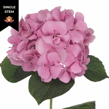 Hydrangea Chrystal Pink chilfr