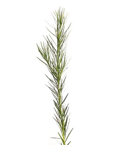 Emu Grass hoelx