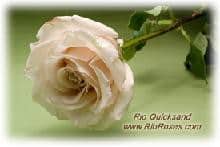 Rose Quicksand 50cm sole
