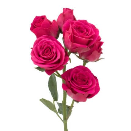 RoseSpray LovelyLydia sole