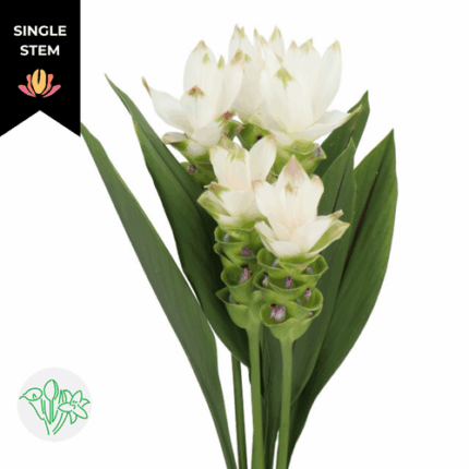 Curcuma White holl(STEM)