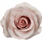 Rose Quicksand 70cm Florecal - Image 2