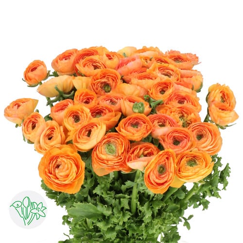 4043c47d-6453-414f-b890-b3965485c716.jpg Ranunculus Cloony Success Mambo - Image 1