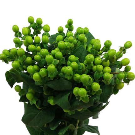 Hypericum Spray Green 70cm sol