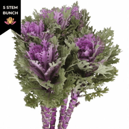 Kale Feather Queen holex(5st)