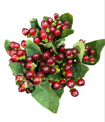 Hypericum Burgundy Illusion cho