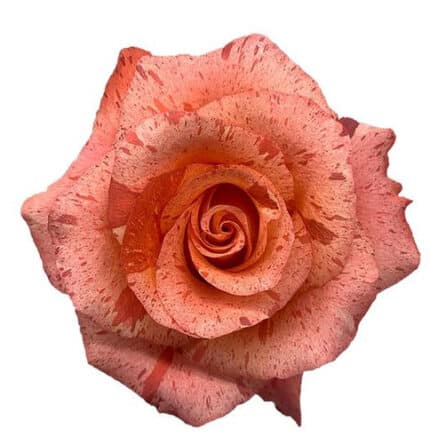 Rose Bengala 40cm florecal