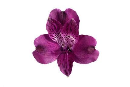 Alstro. Onix cont sel purple