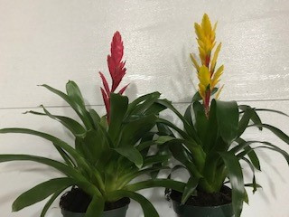 6" Vriesea Bromeliads