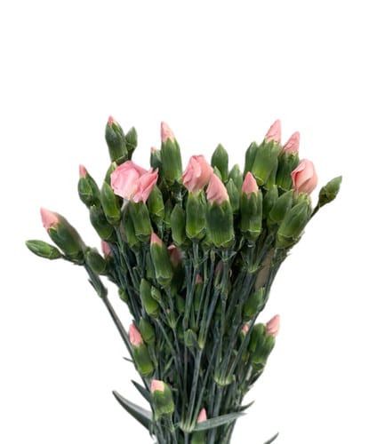 Dianthus Sparkz Lt Pink sole