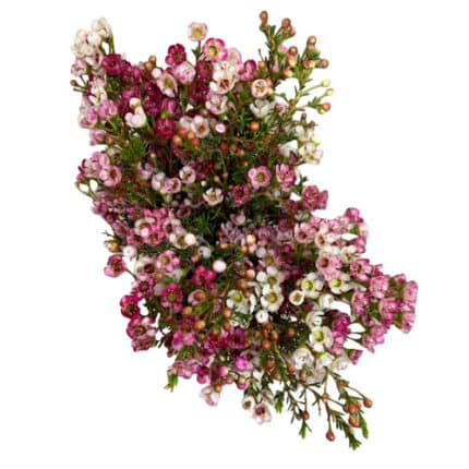 Waxflower Pink flboard.