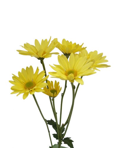 Pom Daisy YellowVero esmeralda