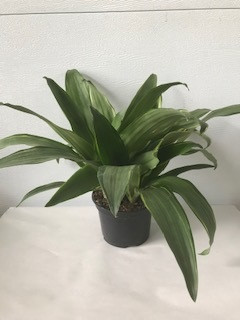 6" SANTA ROSA