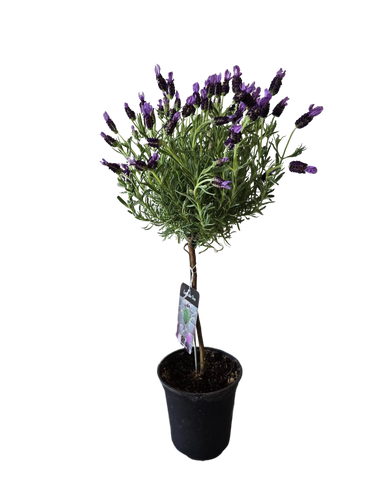 6" Lavender Topiairy