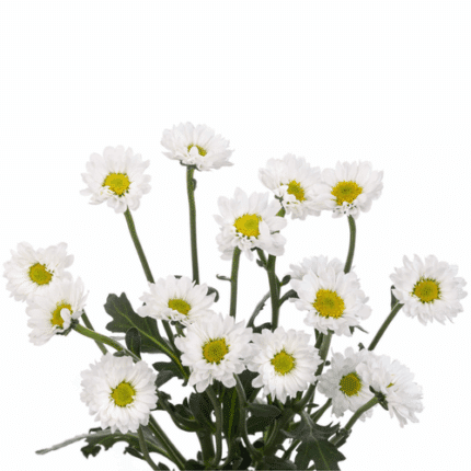 Pom Micro.Daisy Katy Wht. GRDS