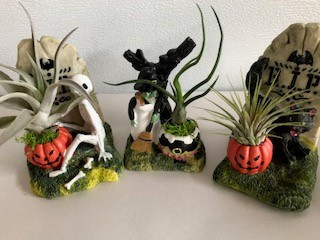 3" Halloween Scene w/Air Plant