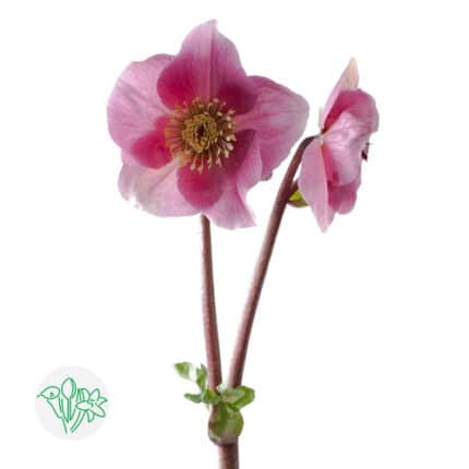 Helleborus Aarendelle Bella Pi