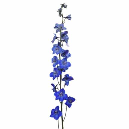 Delph Mid Blue esmeralda xtra