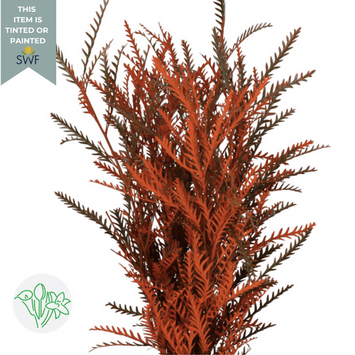 41275d70-6805-4998-a1d4-28b6f4e26503.png Grevillea Tinted Orange holl - Image 1