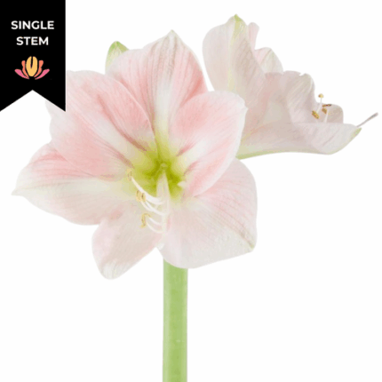 Amaryllis Darling holl (stem)