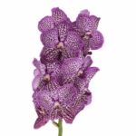 Vanda Purple holl(STEM)