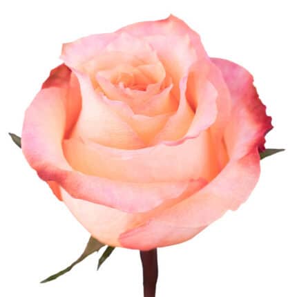 Rose Twilight 60cm ecuanros