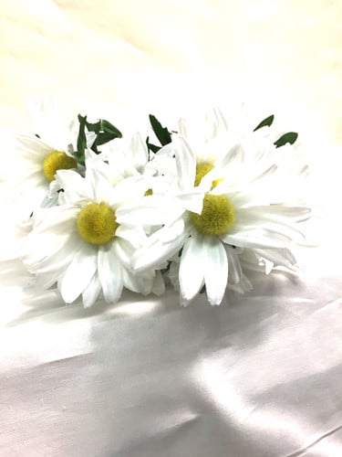 Silk White African Daisy each
