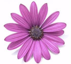 Pom Daisy Purple hendricks