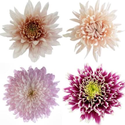 Mum Disbud Sunset Coll(10case)