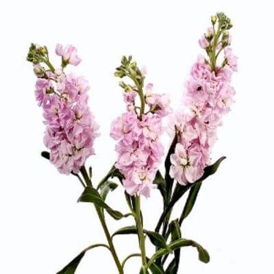 Stock pink joseph&son