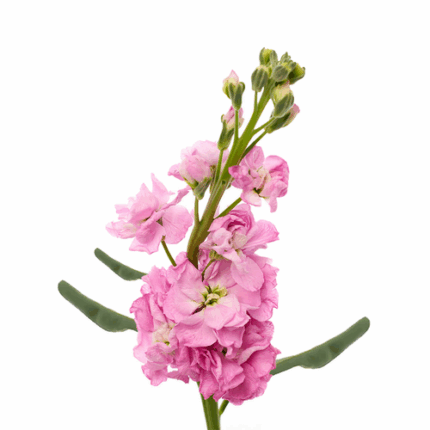 Stock Pink trilogy - STO PINK TRL