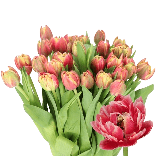 417d2bf5-77dd-4ab8-945e-82141f73624b.png Tulip Dbl Columbus holl super xtra - Image 1