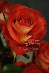 Rose Leonidas 40cm fresca