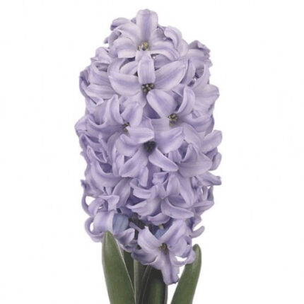 Hyacinth Sky Jacket holl