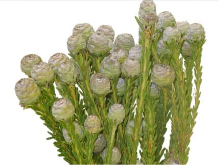 Leuco. Tortum holex