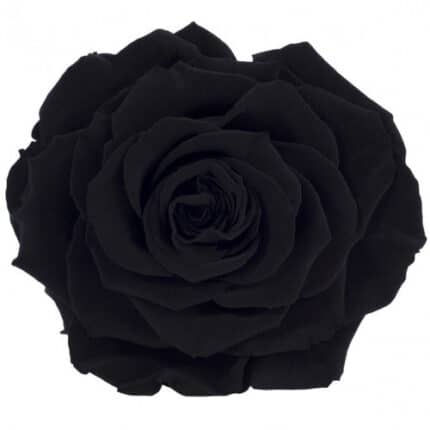 Preserved Black Rose Head