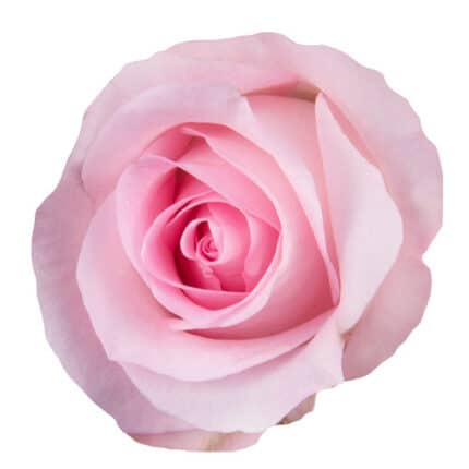Rose SweetAkito 50cm rfi