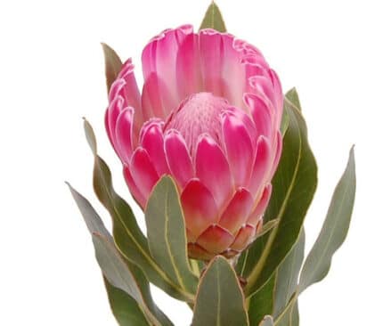 Protea Pink tutuli (STEM)