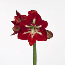 Amarylilis Barbados holl(STEM)