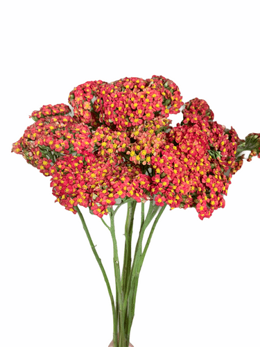 Yarrow Orange bella