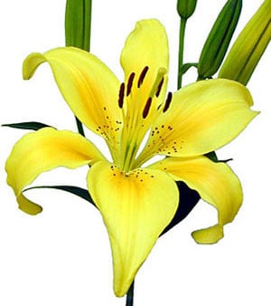 POLLYANNA  lily s.v.(yell)
